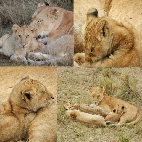 Lion mum & Cubs - The best place to be...in a mothers arms