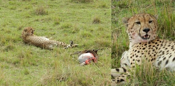 Cheetah - Just after a kill