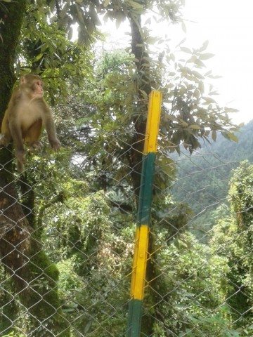 A monkey enjoying the view with sun rays