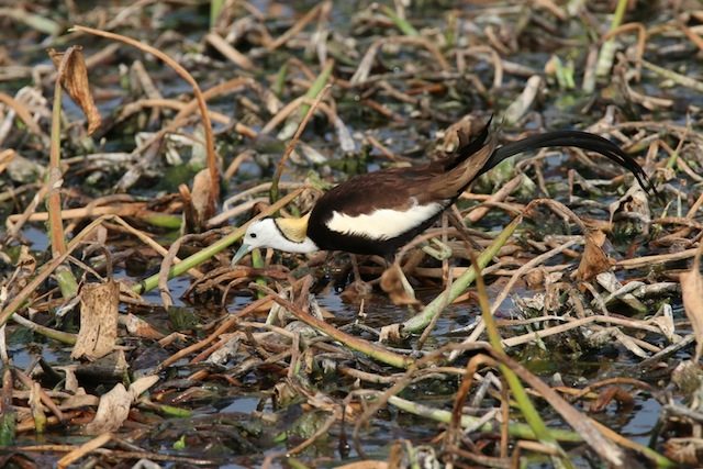 Pheasant tailed Jacana