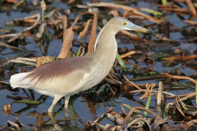 Pond Heron