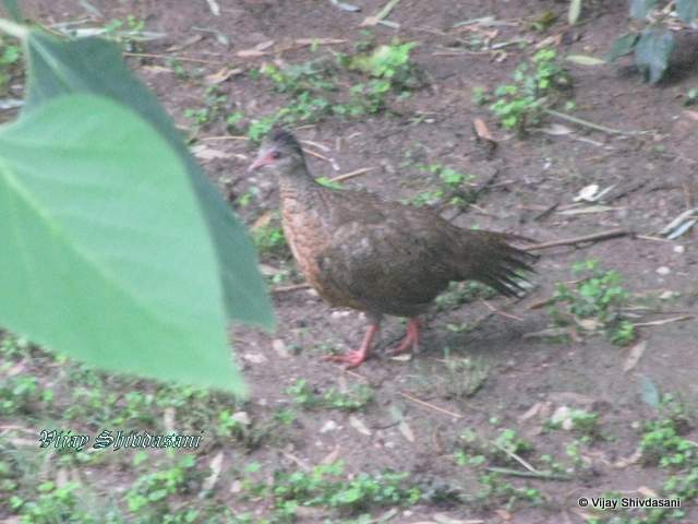 Jungle Quail, Kumbhalgarh.