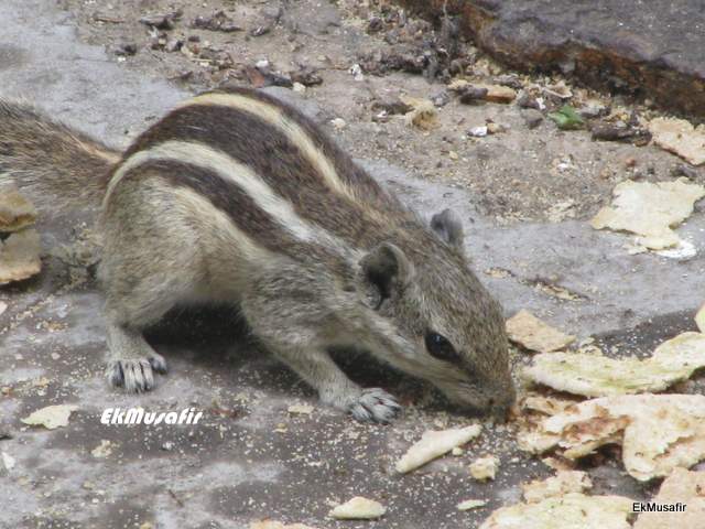 Friendly squirrel at Gulab Bagh gardens.