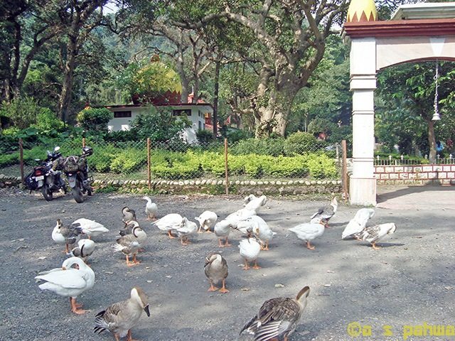 मन्दिर का प्रांगण ऐसे ही प्राणियों की उपस्थिति के कारण खुशगवार है