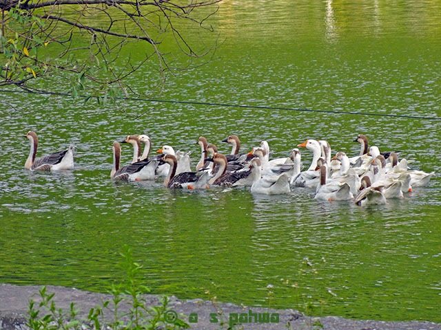 और यह है रेणुकाजी झील