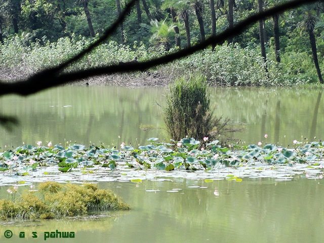 यहाँ-तहाँ खिले कमल दल झील की सतह को एकरस होने से बचाते हैं