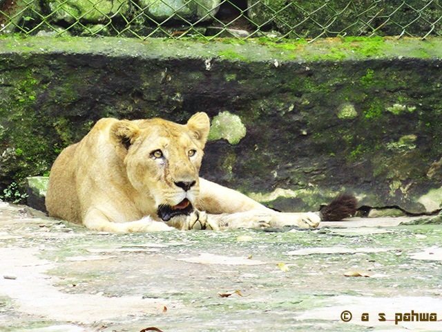 शेर तो निश्चित ही सबके आकर्षण का केंद्र होता ही है