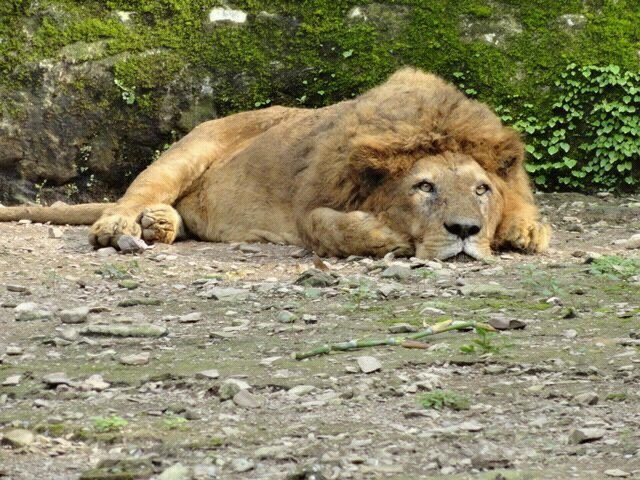 इनको इतने करीब से देखने का रोमांच भी कम नही