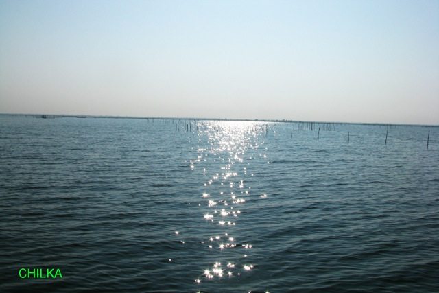 Chilka at mid da
