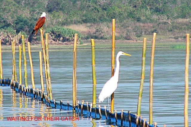 Egret, Kite, Chilka 