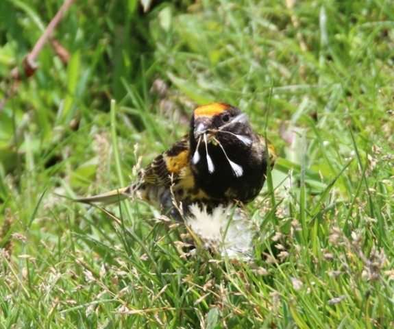 Fire fronted Serin gathering nesting material