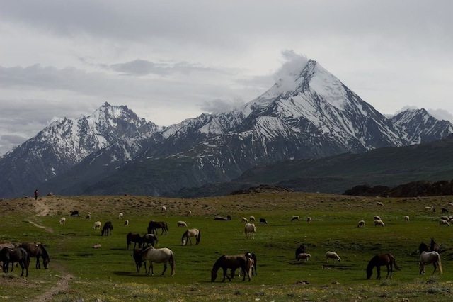 Horse-Grazing-at-chandratal