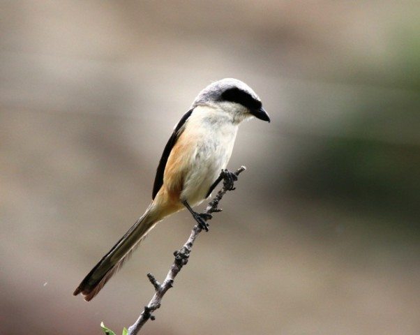 Long tailed Shrike