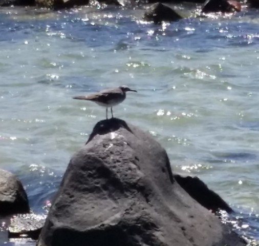  The pleasure of watching birds on Jeddah shore 