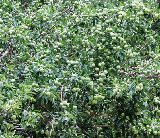 The profusion of apples on the tree...