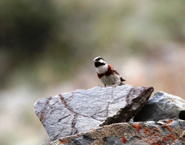 White capped Bunting (m)