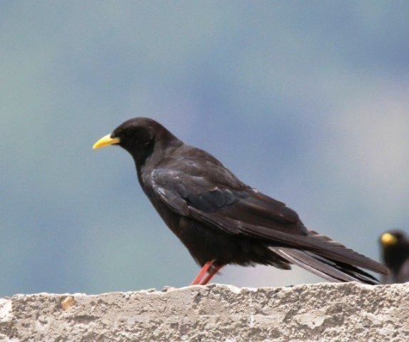 Yellow Billed Chough