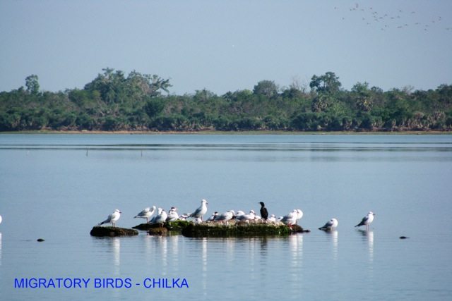 migratory birds, Chilka