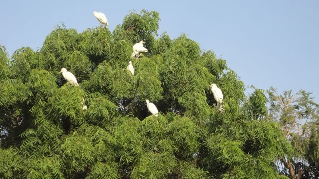 The Ernets on the tree