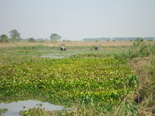 The pride of India & the State of Assam..the One-horned Rhino