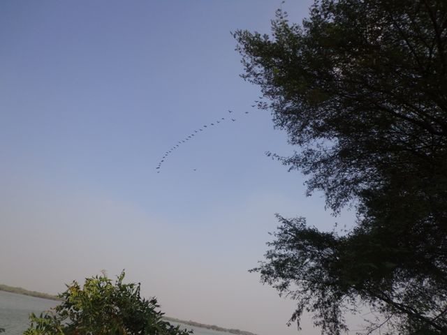 चल उड़ जा रे पंक्षी