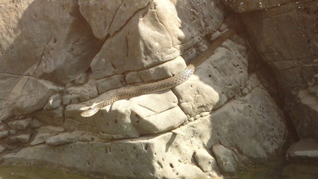 A snake on the marble walls