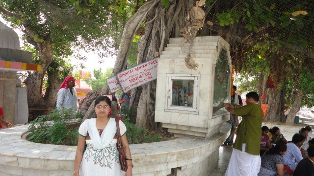 The ancient Bunyan Tree