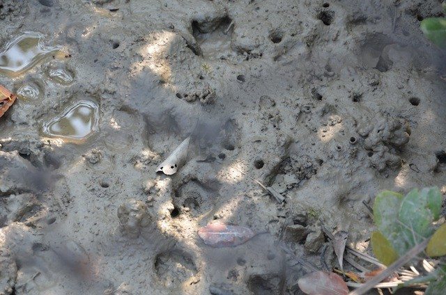 Footprint of Royal Bengal Tiger