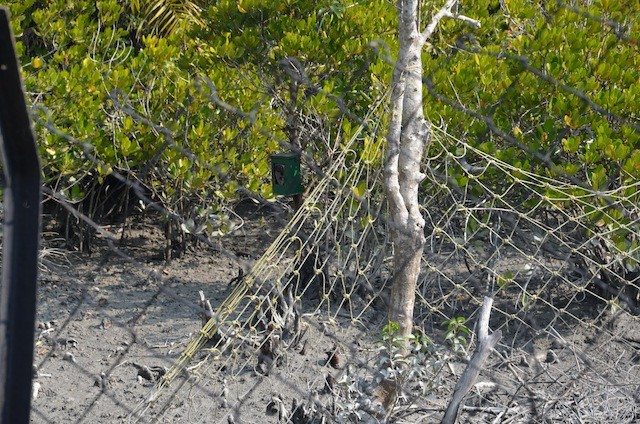 Hidden Camera Inside Jungle