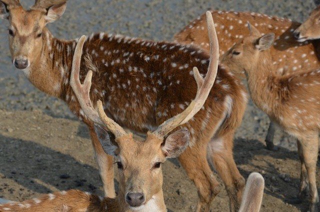 Mriga of Bonnie Camp