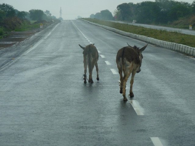 Domestic animals on NH26