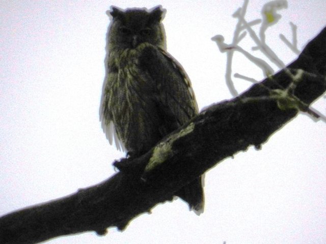 Owl