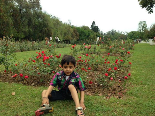 Rose Garden