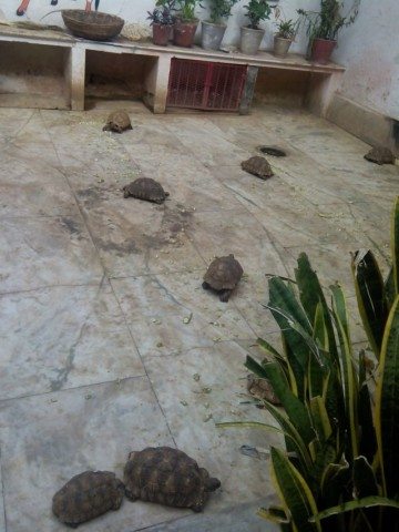 मदन मोहन मंदिर के अंदर घूमते पालतू कछुए