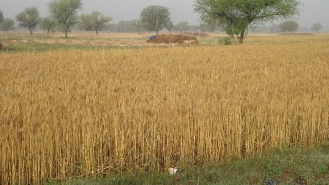 Wheat fields of Nareda Kalan Village