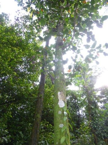Cinnamon Tree and its leaves are Bay Leaves