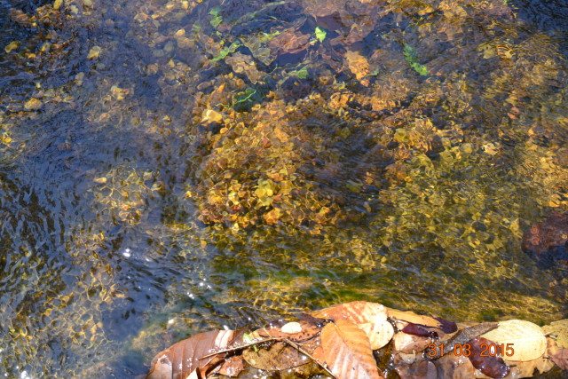 Clear water of Apsara vihar