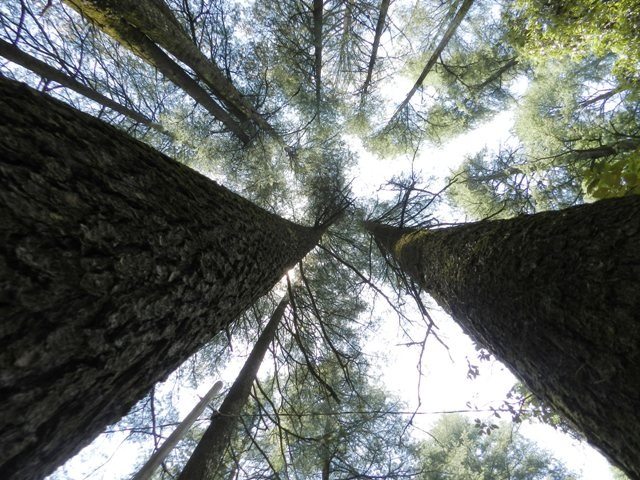 High Deodar Trees
