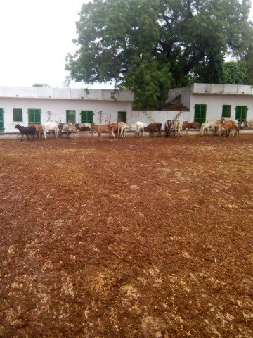 गौशाला के अंदर खड़ी गाये 