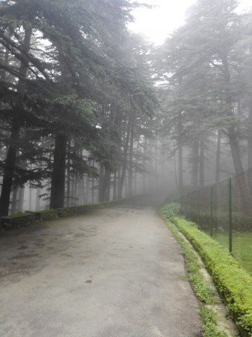 Lover's lane - Beautiful Chail