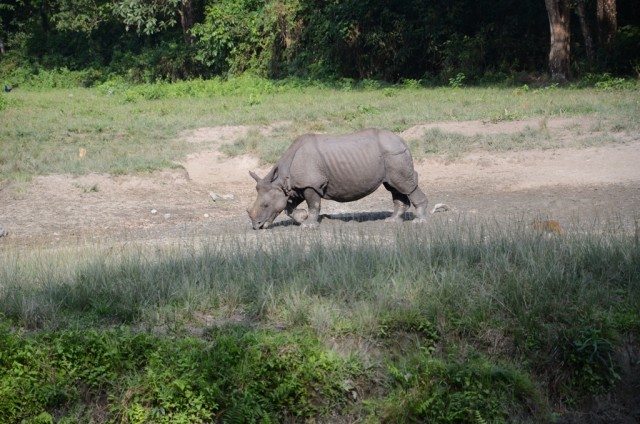 I am the king here : A rhino gazing at Holong