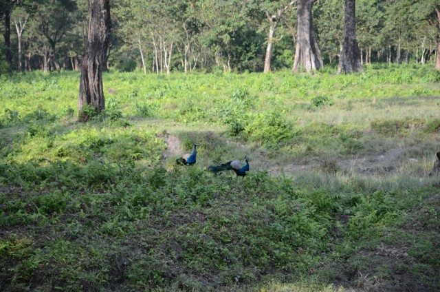 Making the world more colourful : Peacocks came out of the forest