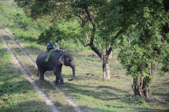 The naughty elephant