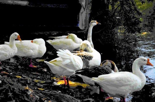 A paddling of ducks enhanced grace of the surrounding