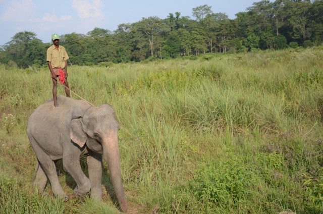 The balancing act : An elephant with its mahout standing on its back
