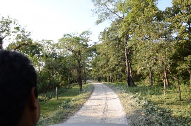 The natural way through forest