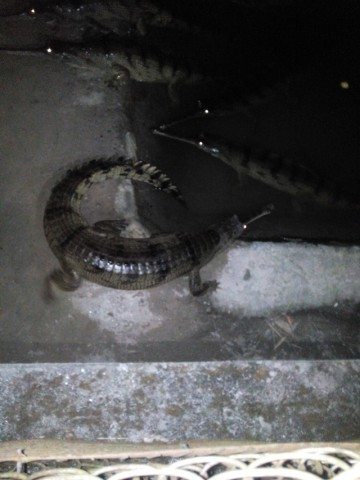 A gharial in a separate pond