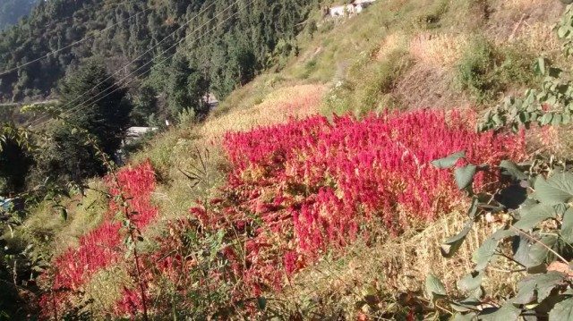 लाल रंग के पुष्प