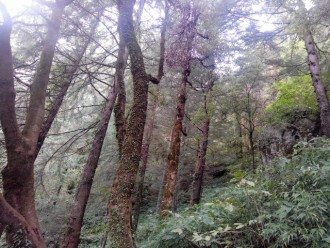 The deep forest behind Subhas bowli