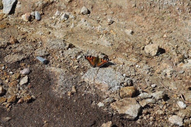 An open-winged fearless butterfly